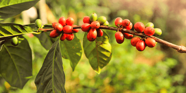 coffee eudr