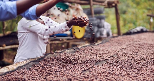 coffee climate resilient
