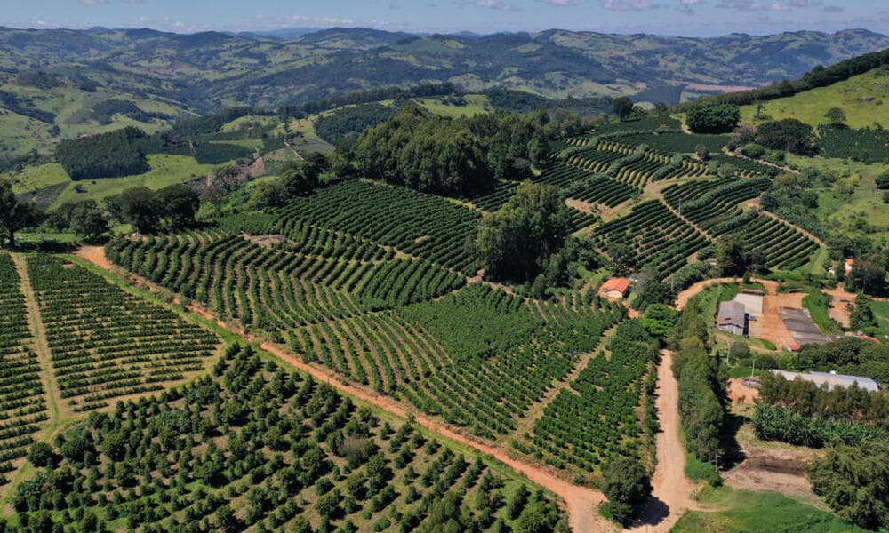 coffee plantation
