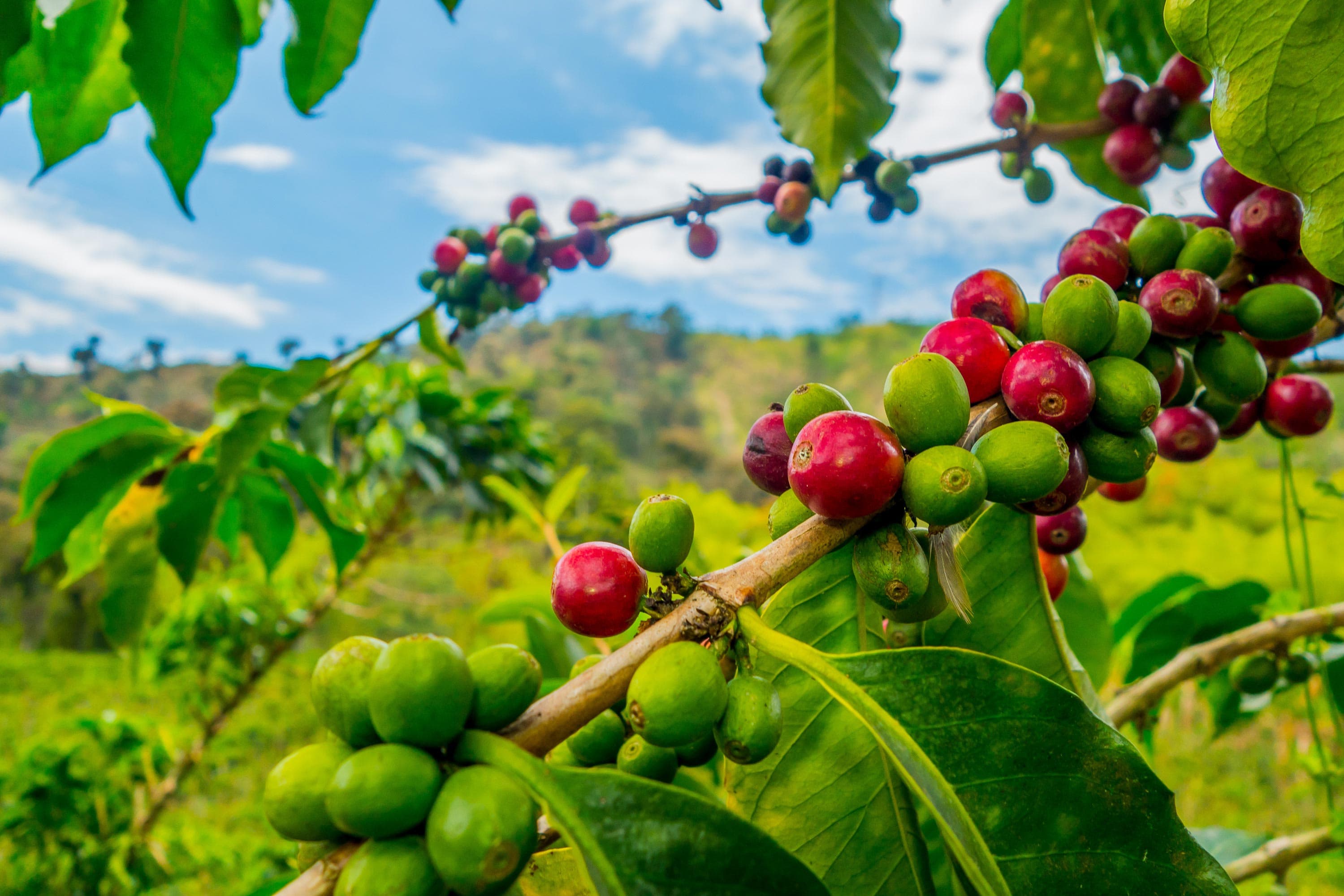 coffee crop
